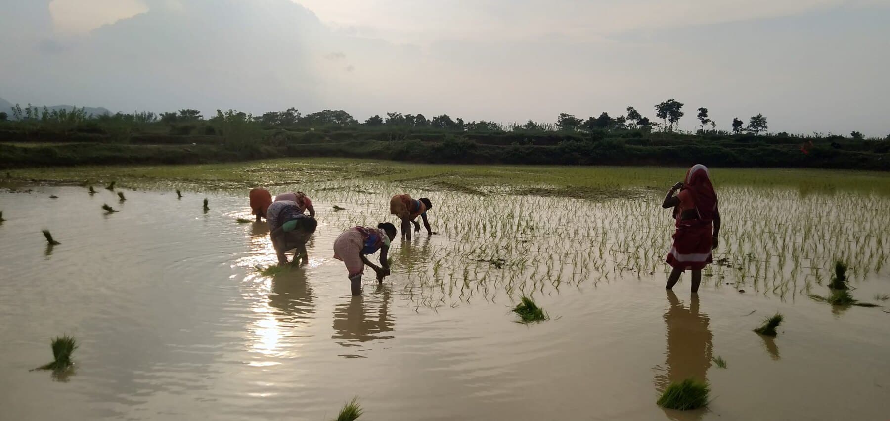 Farm workers transplanting rice seedlings in a flooded field