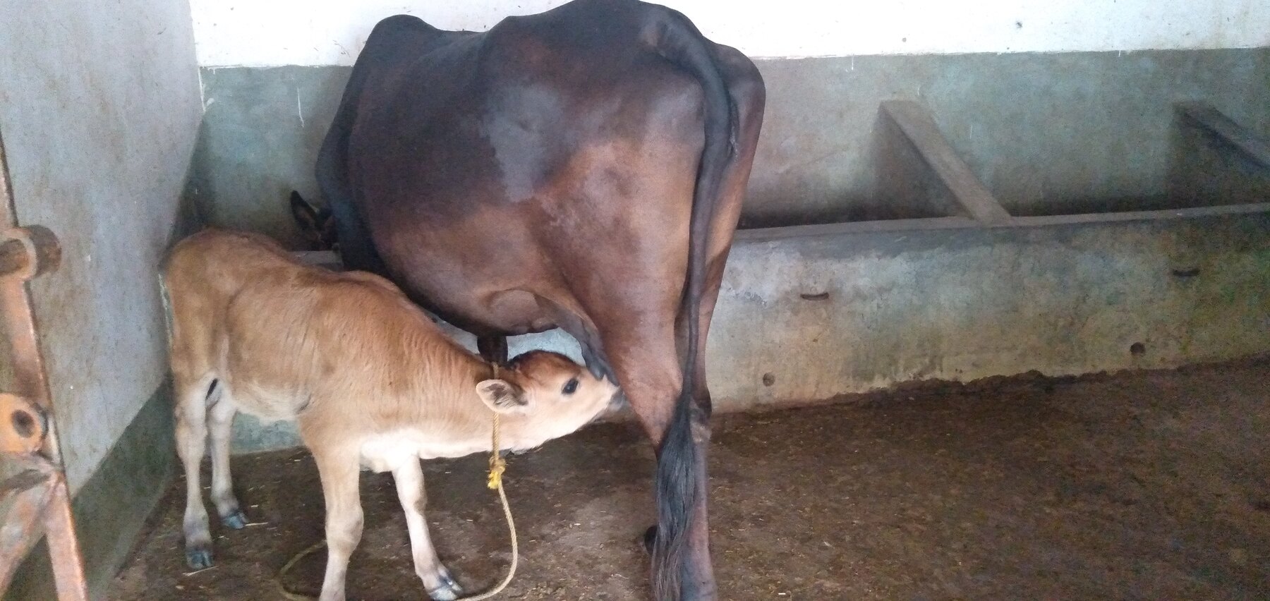 A calf nursing beside its mother in the dairy-farm cowshed
