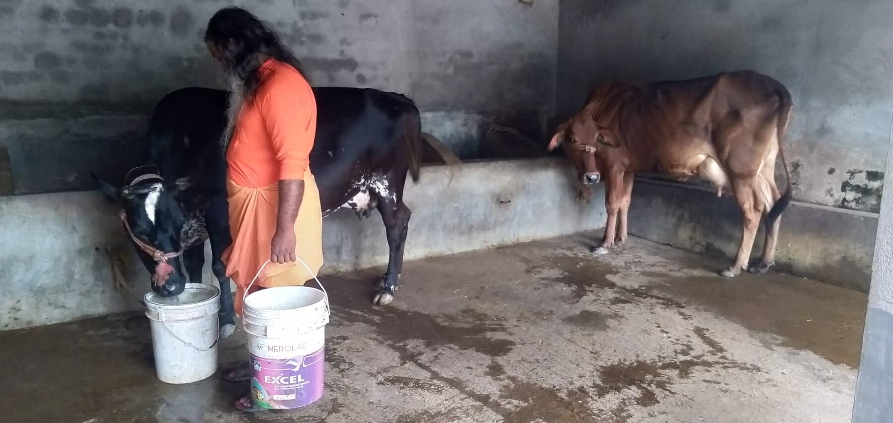Hand milking in the cowshed Careful hand milking inside the Ánanda Nagar Dairy Farm cowshed