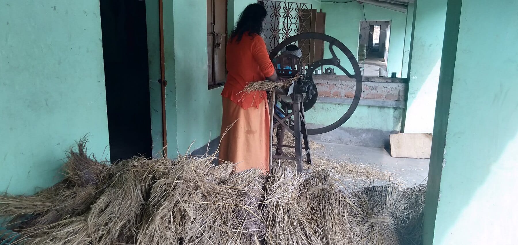 Preparing fodder for the cattle A dairy-farm worker preparing fodder for the cattle at Ánanda Nagar