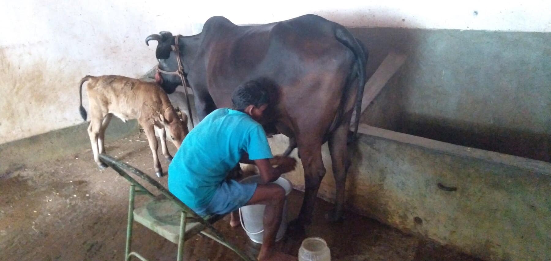 Milking inside the cowshed A farm worker milking a cow inside the Ánanda Nagar cowshed