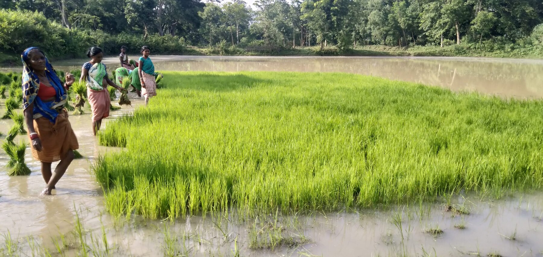 Bright green rice seedlings growing in the farm nursery