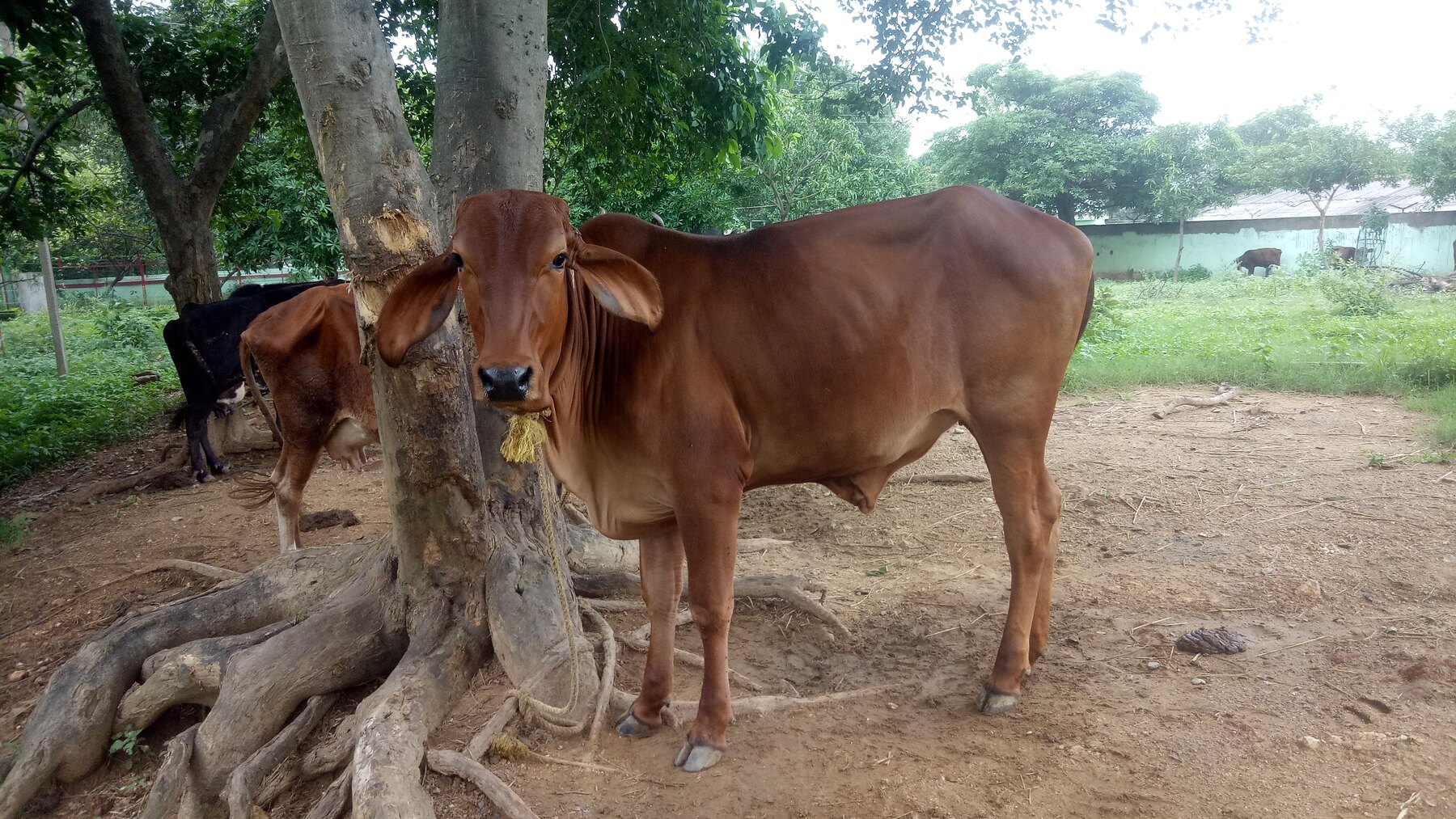 Cattle resting in a green outdoor enclosure at the dairy farm