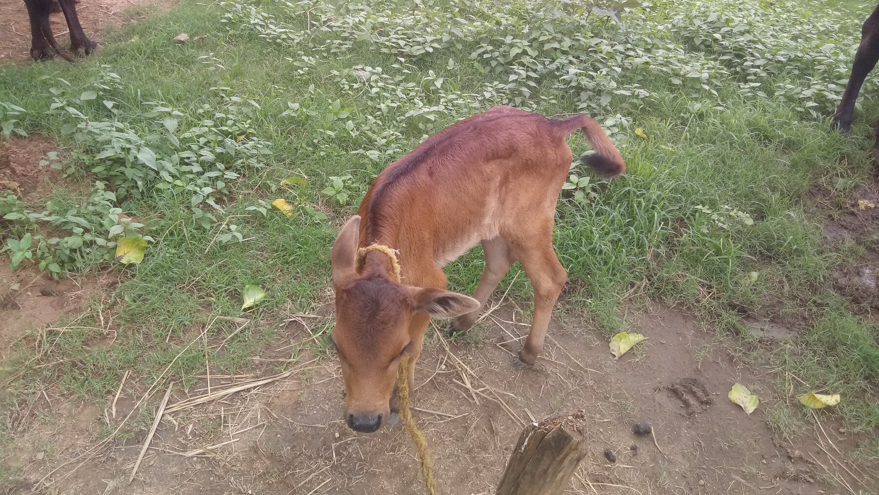 A young calf in the grazing area A young calf exploring the grazing area at the Ánanda Nagar Dairy Farm