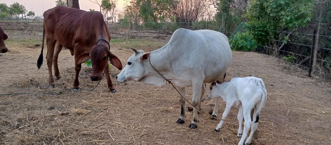 Cows and calves at Ánanda Nagar Cows and calves together in the Ánanda Nagar Dairy Farm enclosure